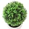 6.75" Premade Green Boxwood Ball Topiaries in Plastic Pots, 3ct. by Ashland®